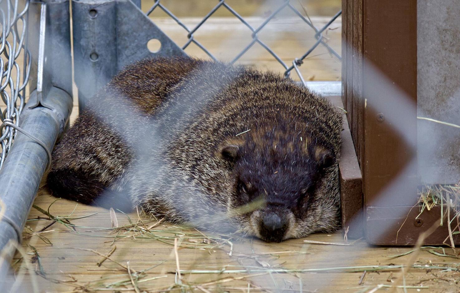 Groundhog Day 2024: French Creek Freddie and his prediction