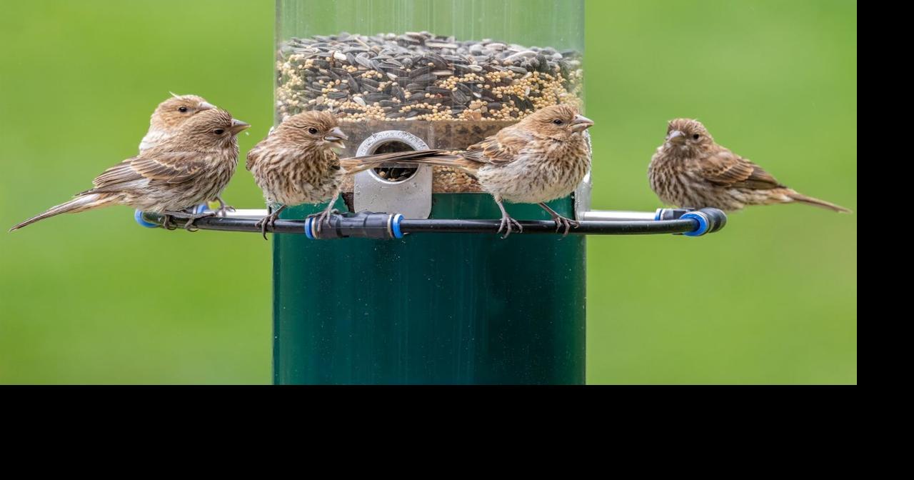 A New Way for Outdoor Healing: How Backyard Birdwatching Reduces Stress and Improves Mental Well-being