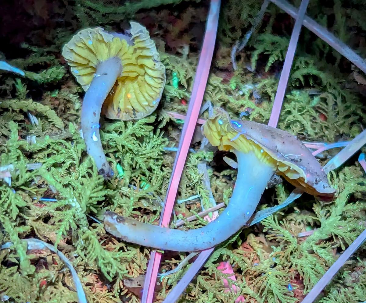 Capped Purple-capped, yellow-gilled mushroom called Hygrocybe sp. ‘WV02 ...