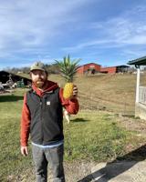 Gritt's farm begins growing pineapple plants