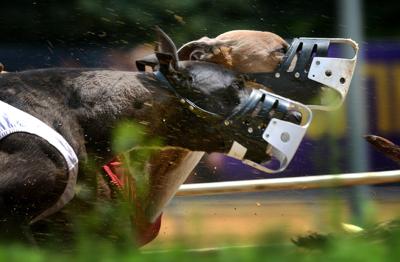 WV Senate committee takes up bill to eliminate greyhound subsidy