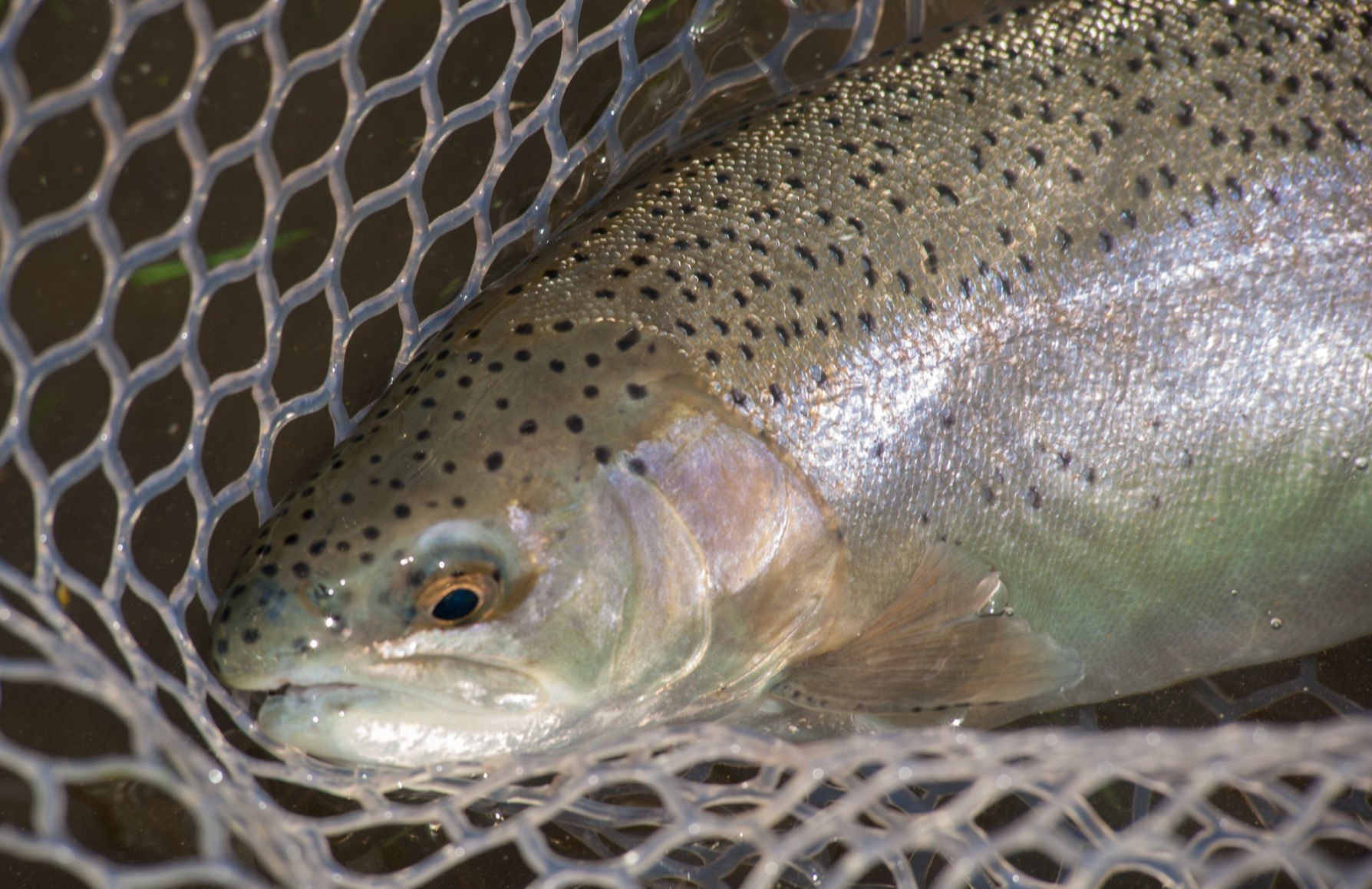 DNR Announces Dates For Selected Trout Stockings | Hunting & Fishing ...