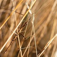 Stick Insect Almost Extinct Researchers discover long-extinct stick insect | News | wvgazettemail.com