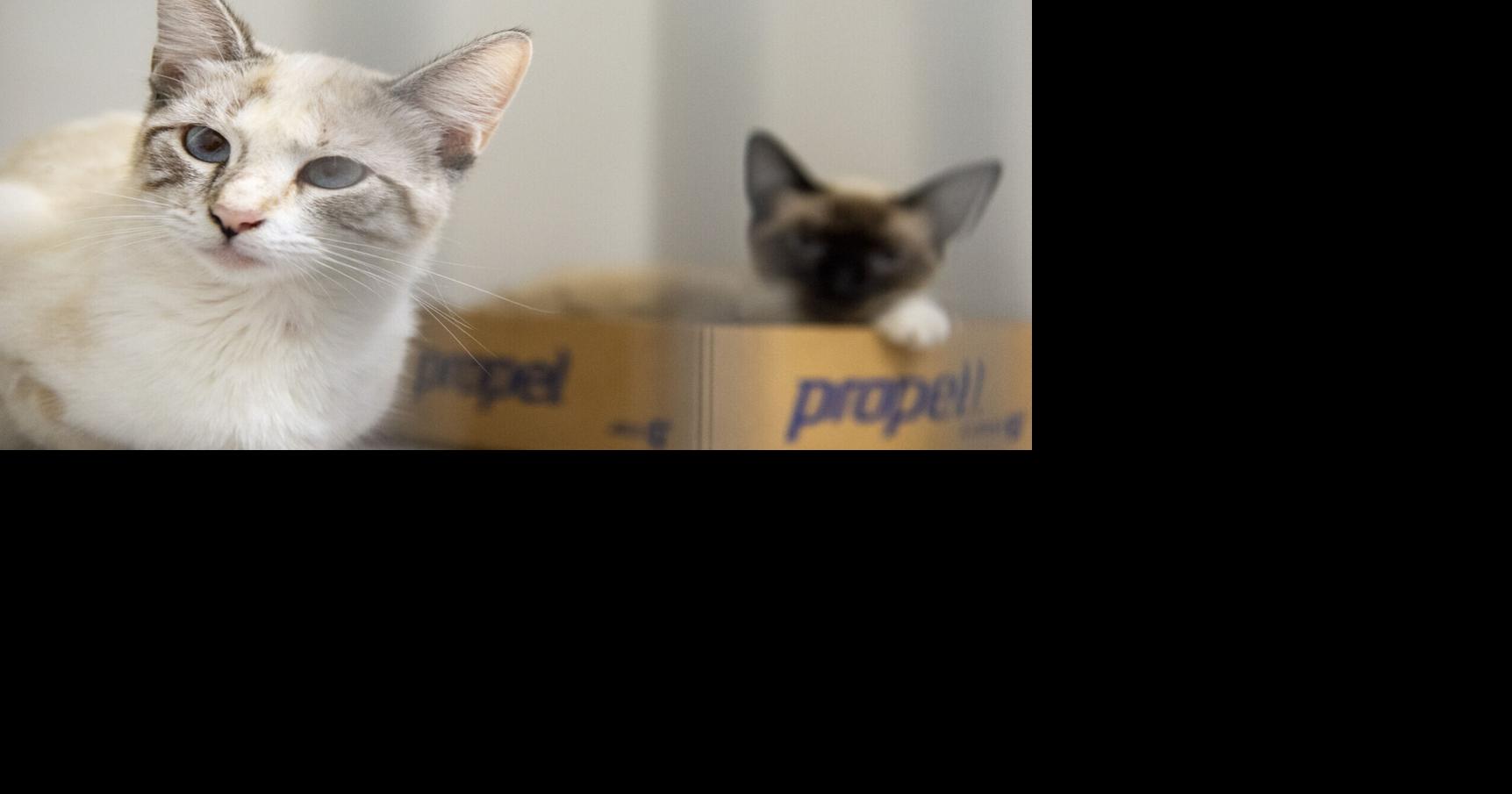 In the Know: How to help our furry friends during flooding, extreme weather even...