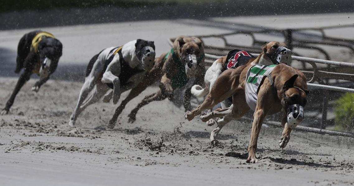 Farm Bill Debate: Opinion Urges Congress to Protect Greyhound Racing