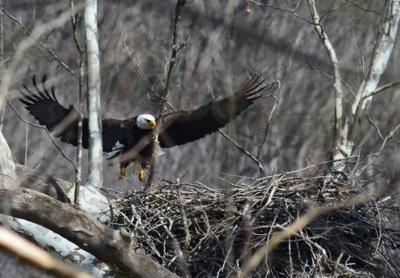 Record Number Of Eagles Spotted In Annual Survey Outdoor