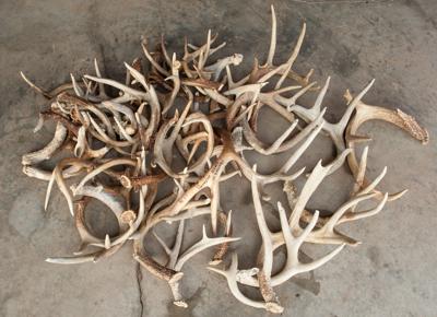 Wv Dnr Bills Focus On Shed Deer Antler Collecting Sunday Hunting