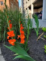 Good 2 Grow: ‘Glad’ to welcome a new flower to the garden