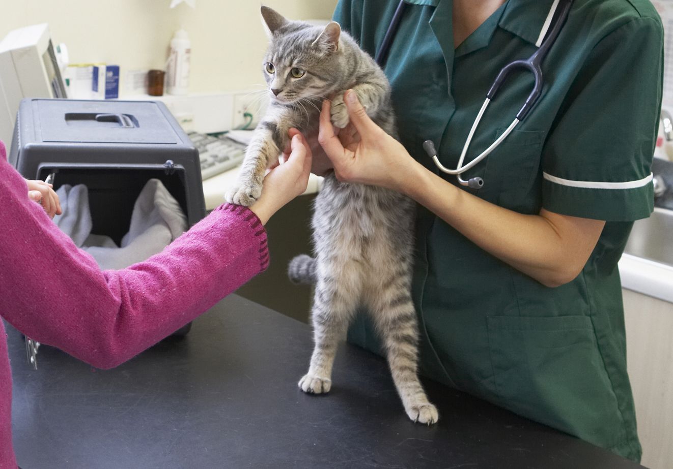 F5 vaccination fashion for cats