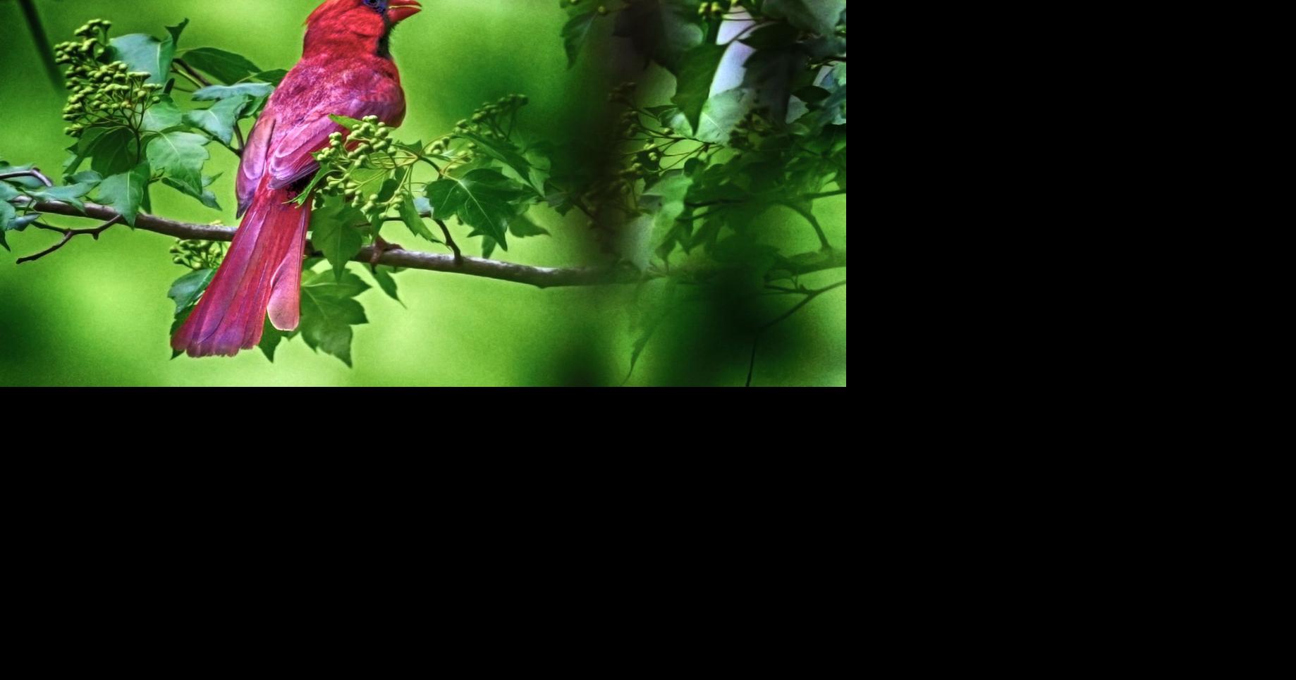 Photo: Brightly colored cardinal is always an eye catcher | Outdoor ...
