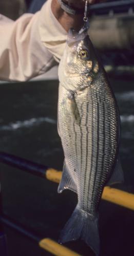 April is WV's prime fishing time for white bass, Hunting & Fishing