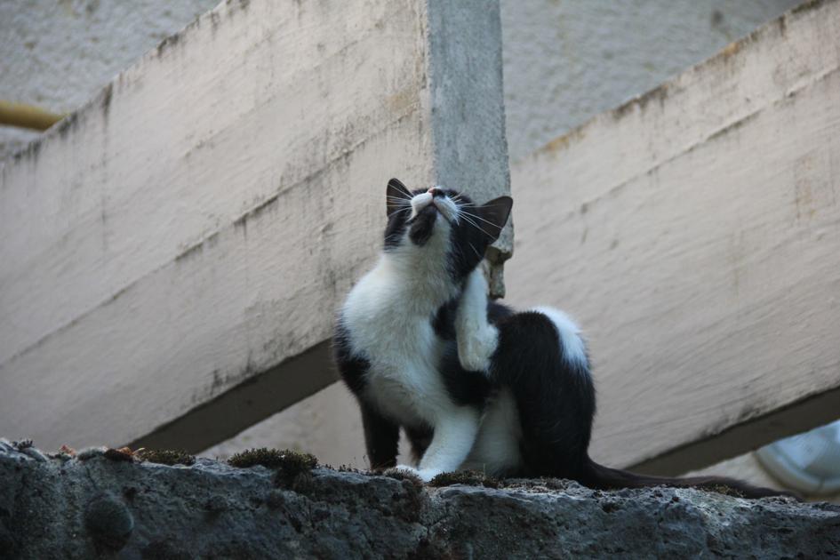 Ask The Vet Can My Grandmother Get Cat Scratch Fever Ask The