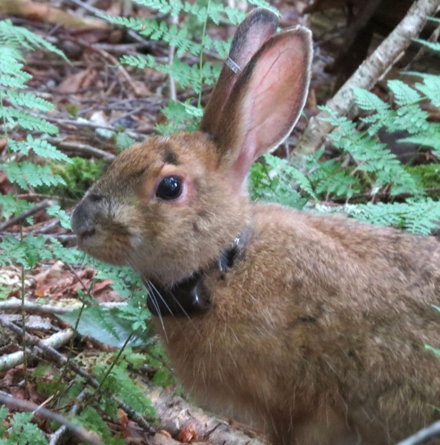 W.Va. snowshoe hare study links camouflage and climate changes