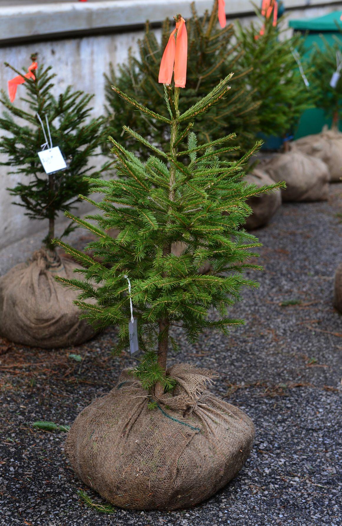 Put down roots this year with a sustainable Christmas tree Life & Arts