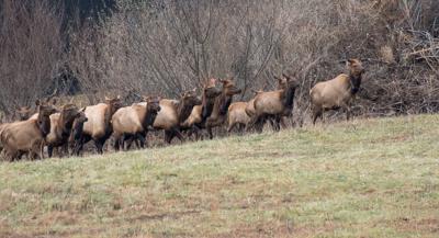 Elk