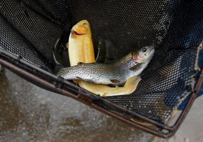 DNR trout stocking event in Clendenin, West Virginia