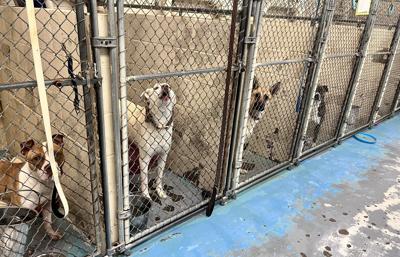 Kanawha-Charleston Humane Association -- kennels