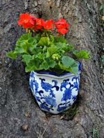 Good 2 Grow: Red, white and bloom --  create a 4th of July planter