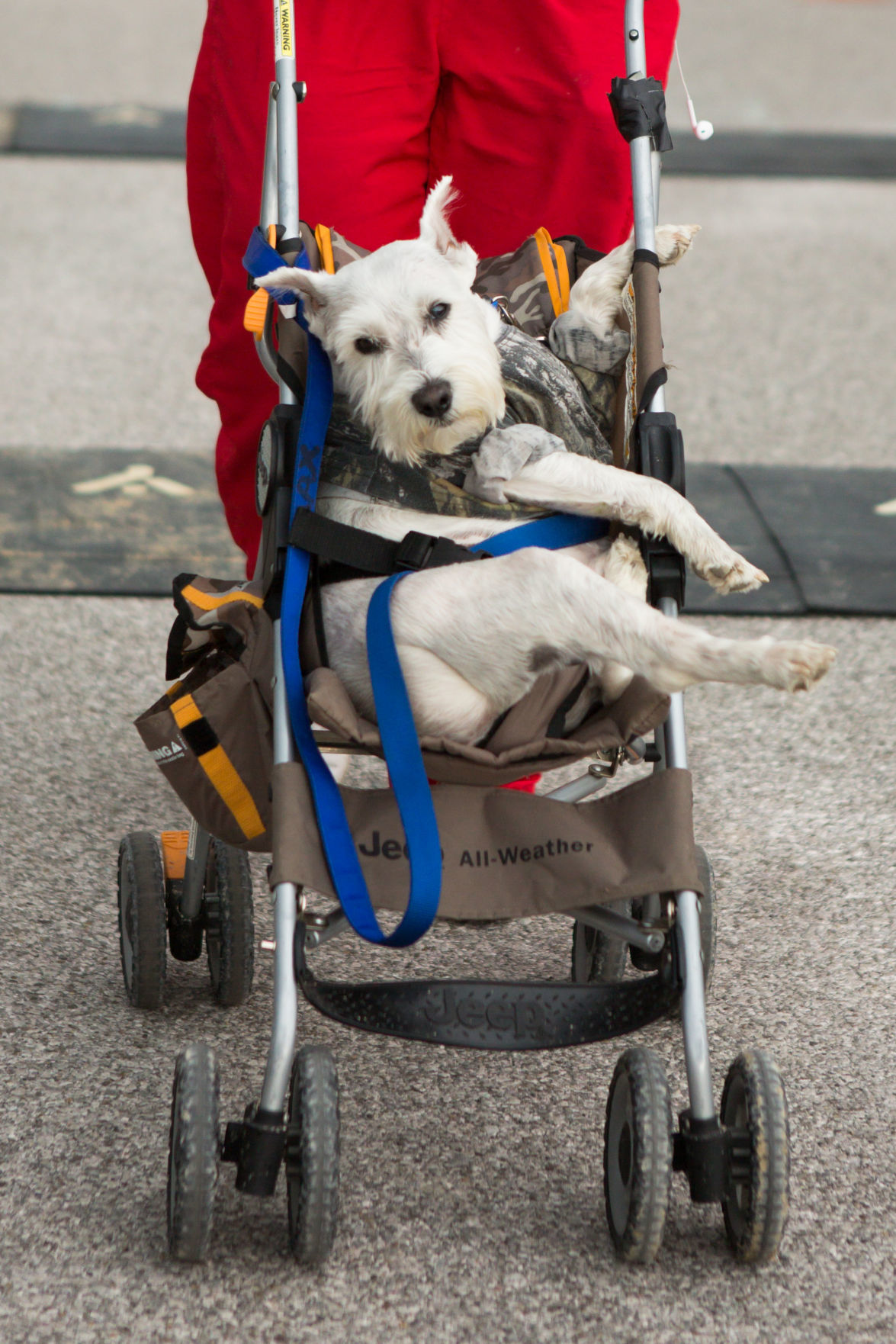 Annual Dog Jog race to benefit county animal shelter Putnam Review