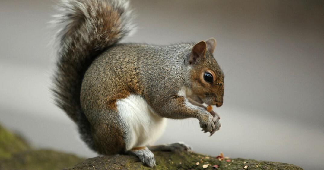 Sometimes you feel like a nut - Vimarsana News