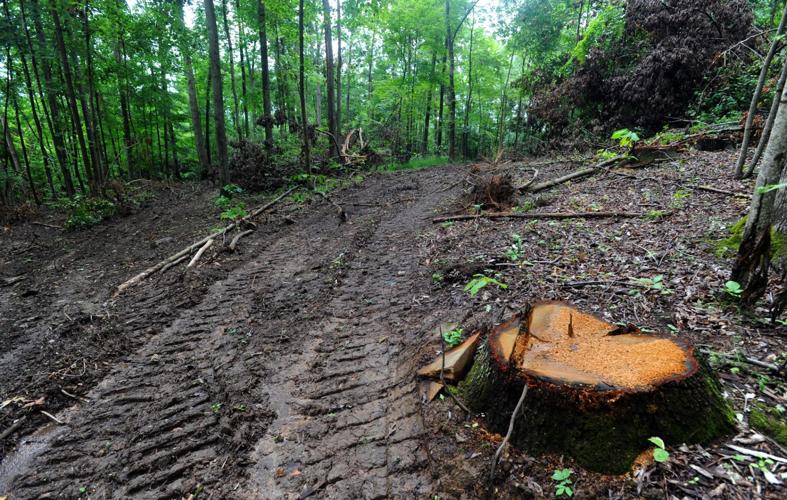 Logger charged in connection with Coonskin timber theft