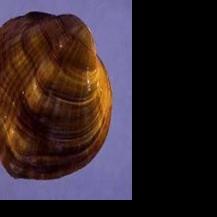 Mussel last seen in Kanawha River one of 21 species declared extinct ...