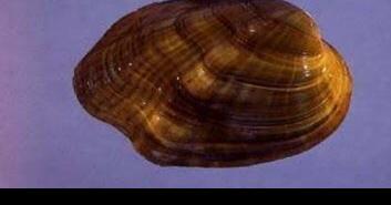 Mussel last seen in Kanawha River one of 21 species declared extinct - Vimarsana News