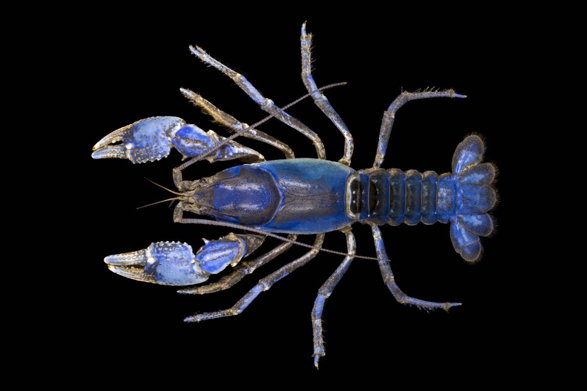 West Liberty University prof gets blue crayfish species named for him ...