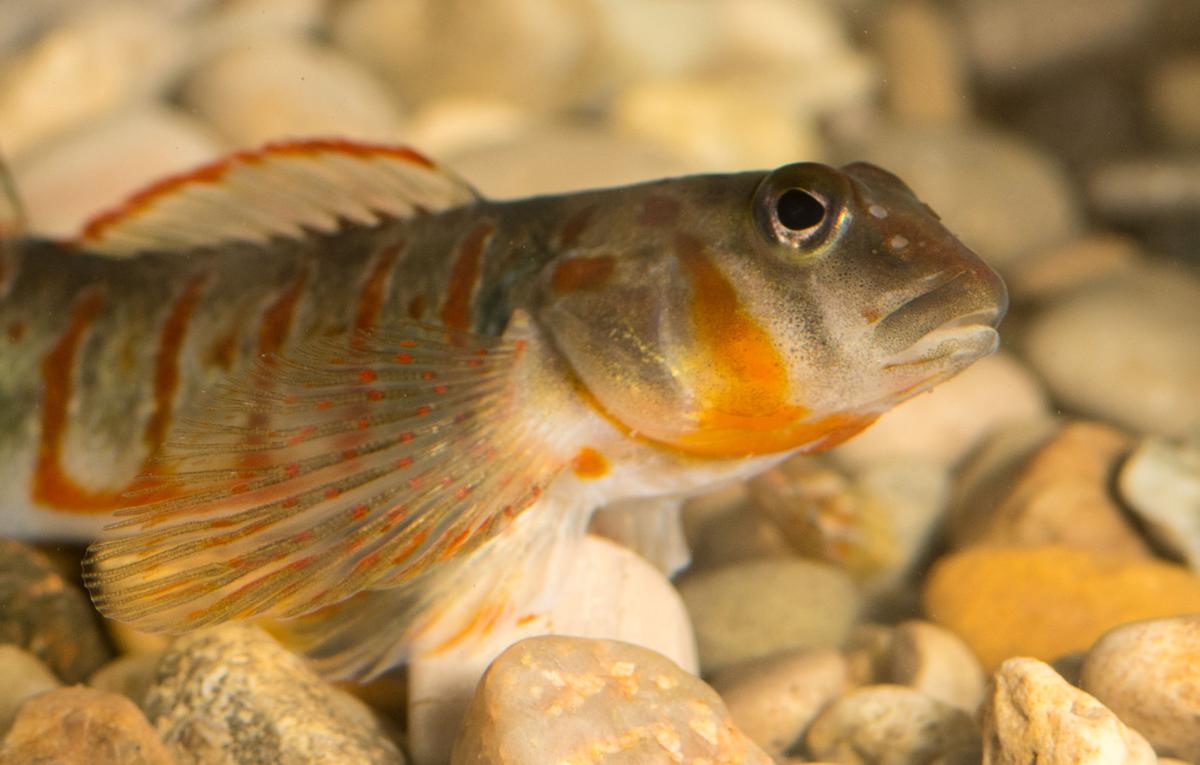 Colorful, threatened candy darter to benefit from two conservation projects, News