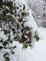 Good 2 Grow: Winter damage to the garden