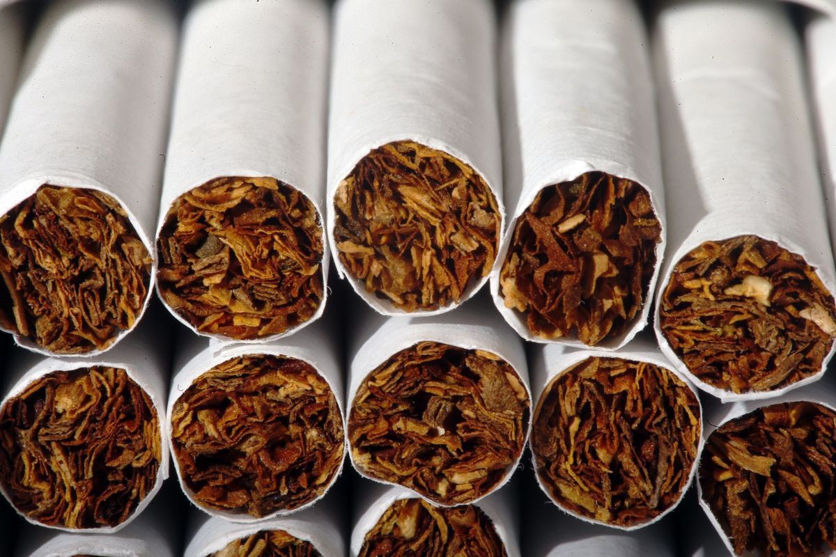fire curing tobacco Tobacco Resources