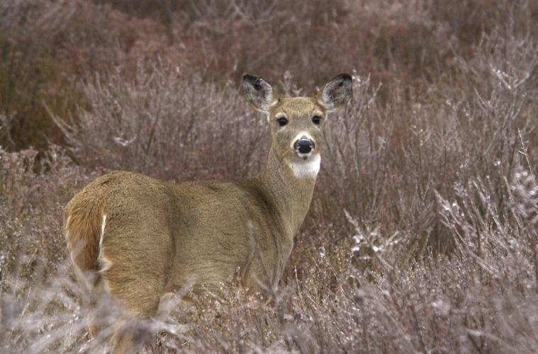 WV DNR State’s early antlerlessdeer hunting season is tough to