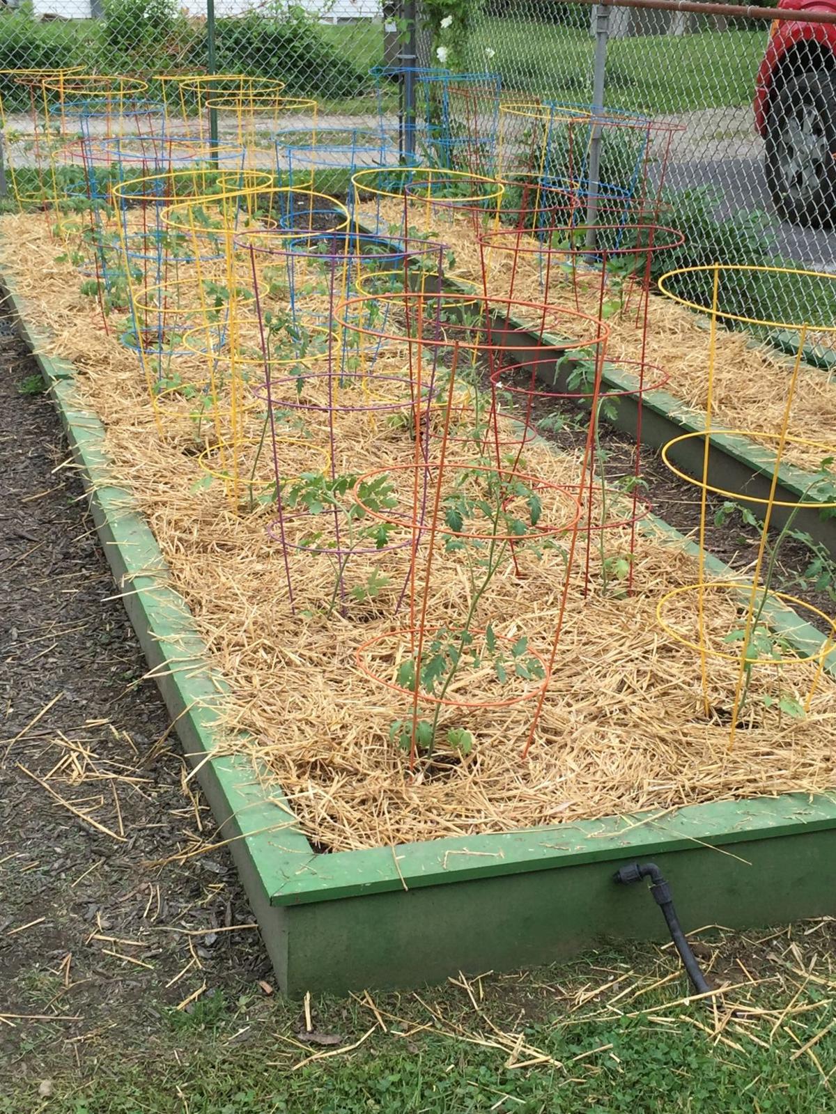 Download Raised Bed Garden Not Growing Images
