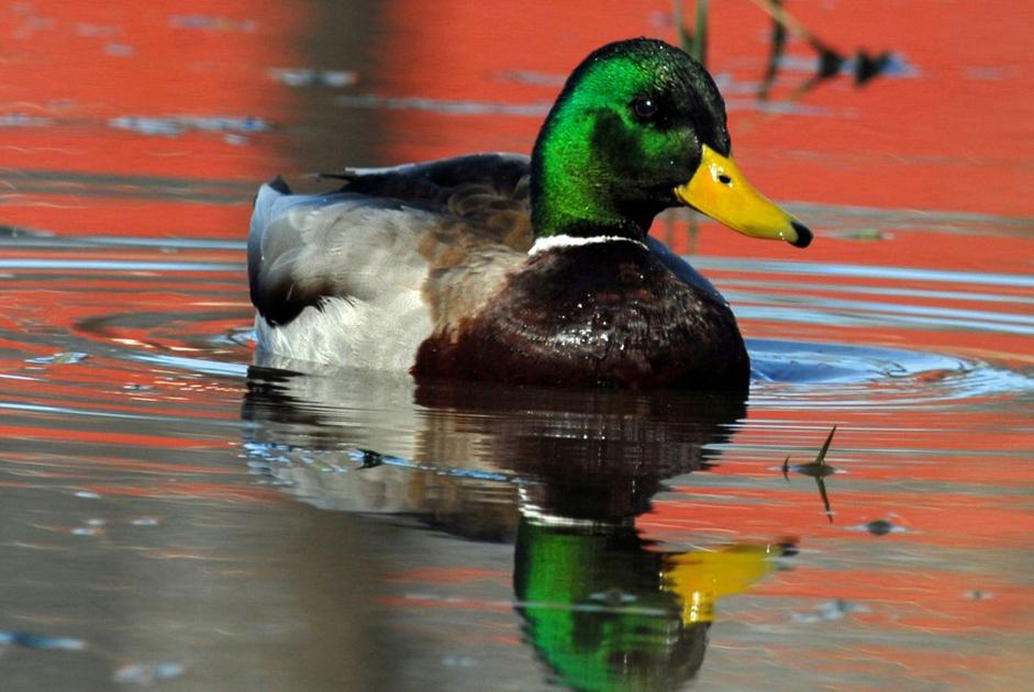 When Hunting Winter Waterfowl In Wv The Weather Rules Outdoor Pursuits Wvgazettemail Com