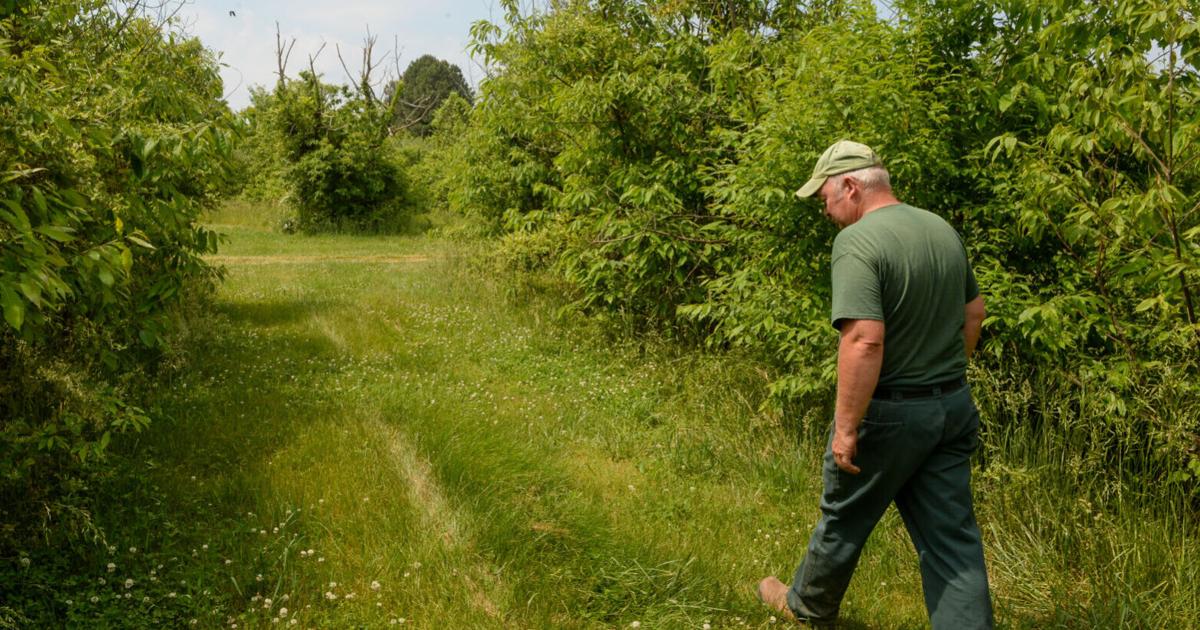 State, data center developer scramble to save rare Mason County chestnut ...
