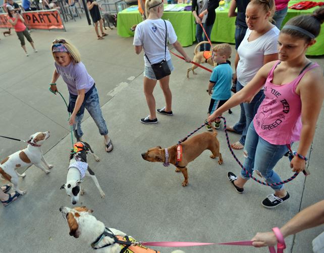 Bark In The Park Is Back! - TribPapers