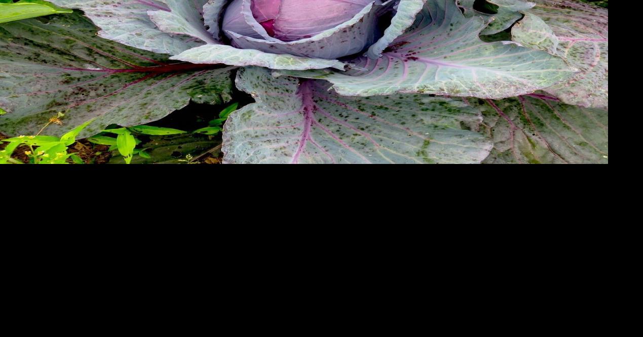 Farmer's Table: Red Cabbage with Asian Flavors | Metro Kanawha ...