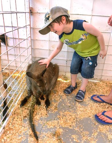Great American Petting Zoo
