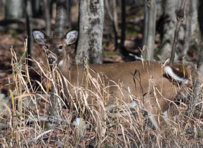 Chris Ellis: Family holiday hunting tradition continues | Outdoor