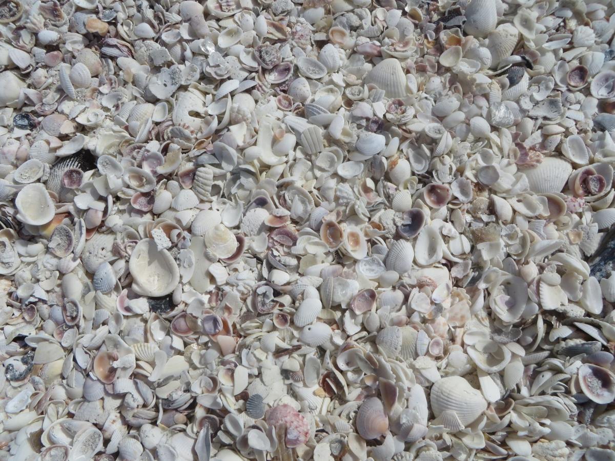 Wv Travel Team Lessons About Seashells On Sanibel Island Life Arts Wvgazettemail Com