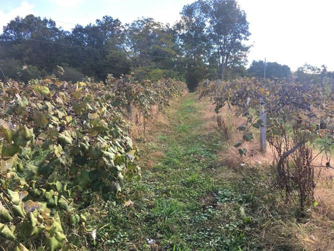 Summersville’s Kirkwood Winery passes to new owners Life & Arts