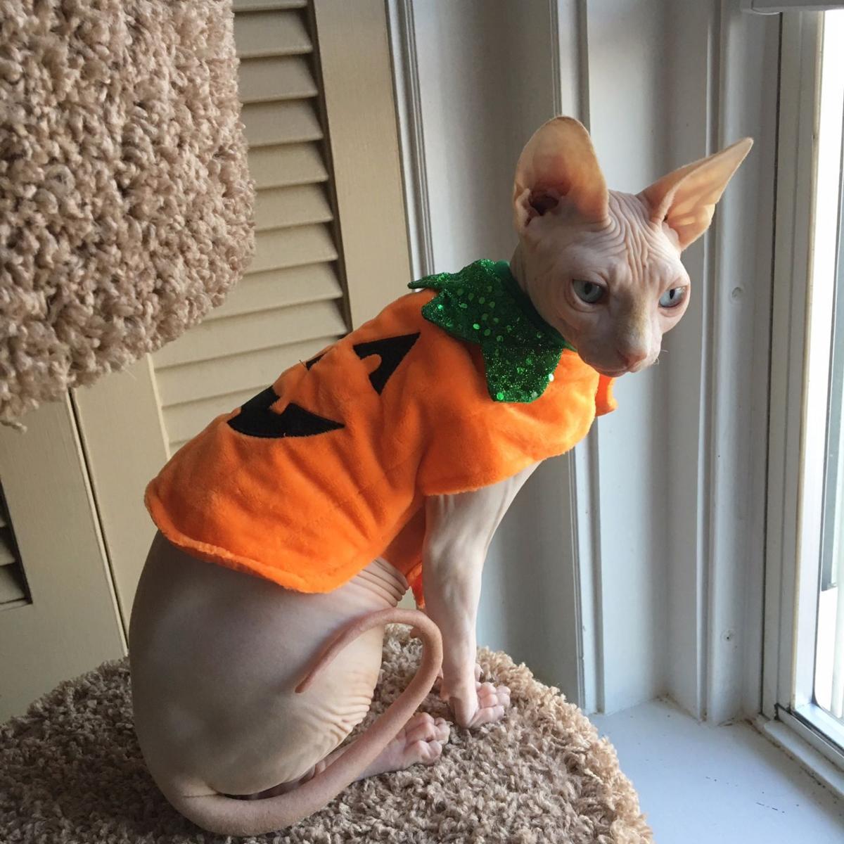 Photos Your Dogs Cats And Guinea Pigs In Their Best Halloween