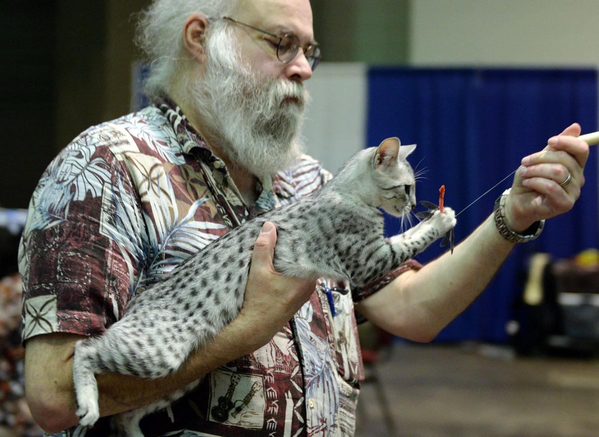 Judges Look For Purr Fection In Charleston Cat Show Arts