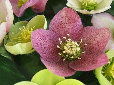Good To Grow Hellebores Bring First Burst Of Color To Early