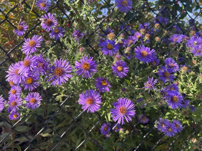 Gardening-Tallamy-Native Plants-Q&A