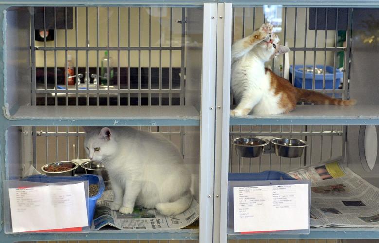 Putnam shelter offers assistance for pet owners Putnam