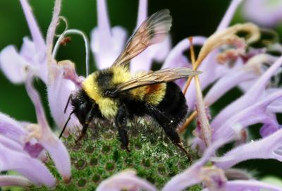 Rusty patched bumblebee