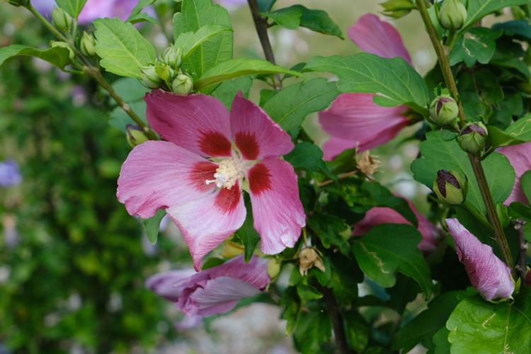 Good 2 Grow Rose of Sharon provides blooms into the fall Life & Arts