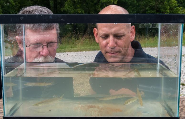WV DNR to look for muskie reproduction in stocked streams | Outdoor ...