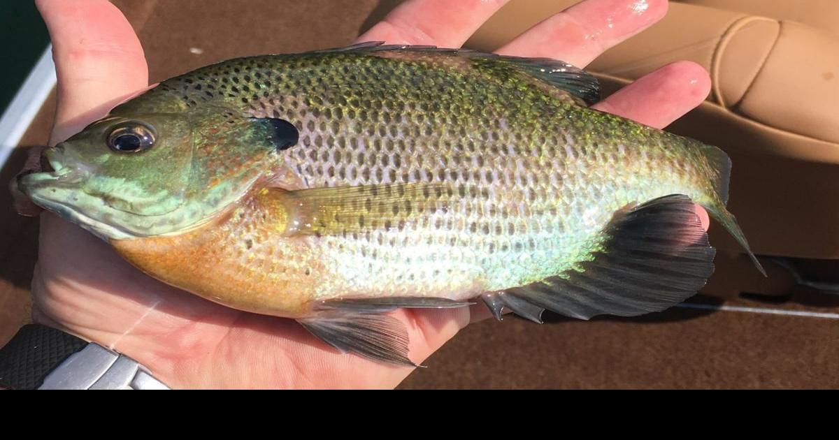 Chris Ellis: Bluegill a perfect excuse to fish this summer, Columnists